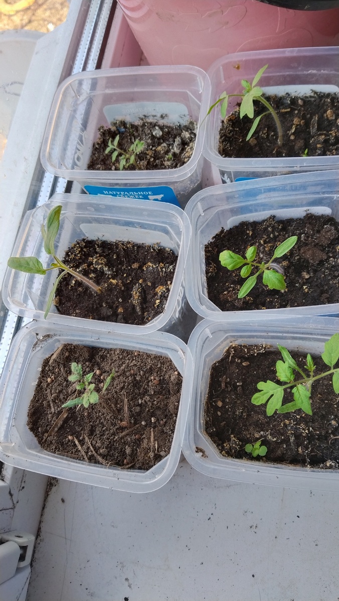 Эти еще в маленькой таре и им пока не тесно.