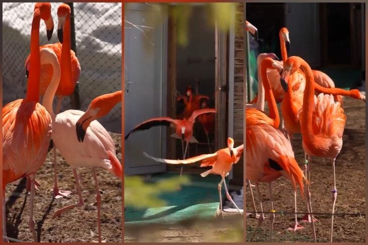    Скриншот: Новосибирский зоопарк