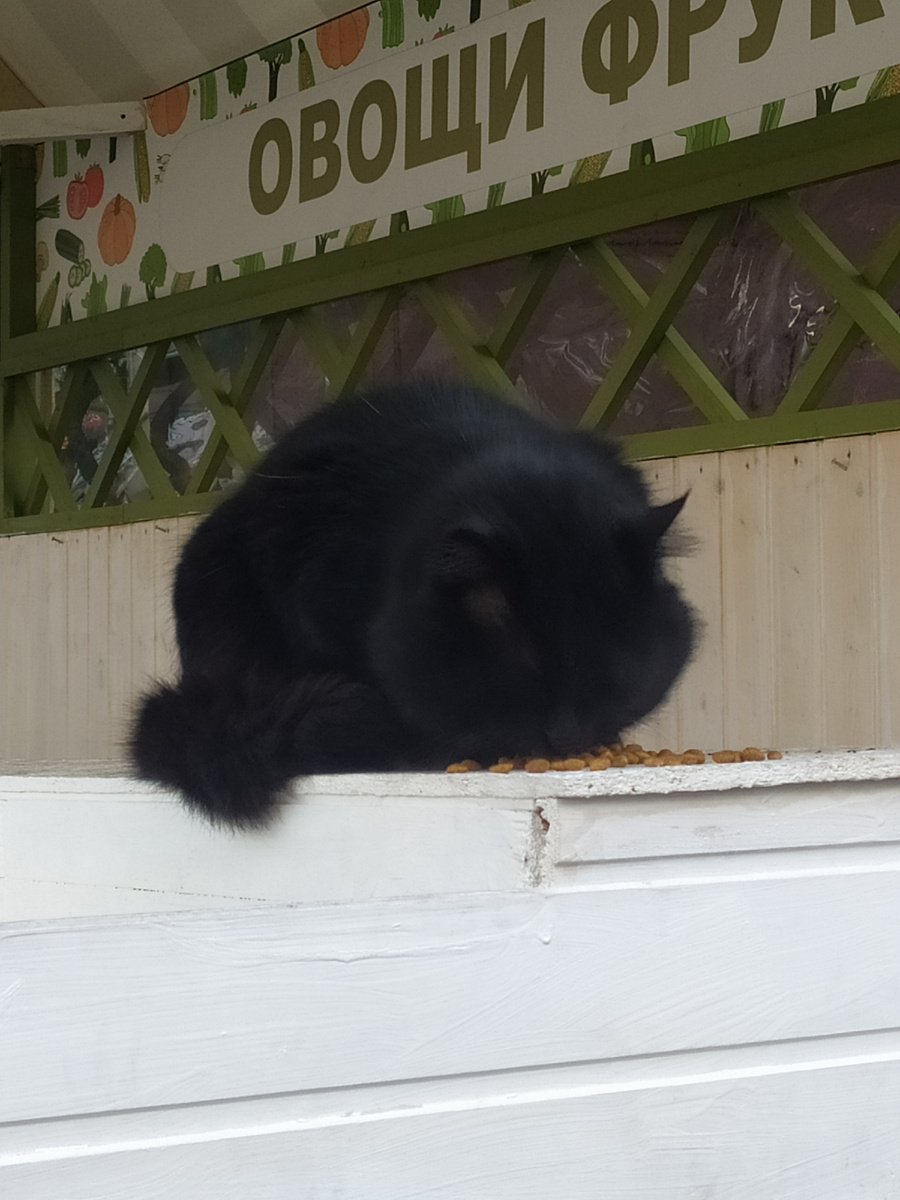 Не любит овощи и фрукты, а вот коричневые катышки - любит. Стопроцентно красив