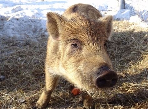 В самом сердце экоцентра «Кузнецкого Алатау», где каждый день полон интересных событий, живет необычная четвёрка. Не люди, не птицы, а четыре диких поросёнка, каждый со своим характером и именем: Шустрик, Нюхалка, Пушок и Весельчак.
Шустрик, как и подобает его имени, стал настоящим спринтером. Едва сотрудники экоцентра успевали оставить угощение, как он уже был тут как тут, первым у кормушки. Нюхалка же, напротив, не спешил, но его нос был настоящим сокровищем. Он мог учуять спелые ягоды за десяток метров, словно маленький лесной детектив. Пушок, хоть и был самым крошечным, обладал львиным сердцем, не зная страха. А Весельчак... ну, Весельчак был душой компании. Его забавные игры и неунывающий нрав могли рассмешить даже самого хмурого гостя.
Эти малыши, как и все кабанята, рождаются с удивительной защитной окраской – яркими полосками вдоль спины. Это их природный камуфляж, позволяющий им сливаться с опавшими листьями и ветками, спасаясь от хищников. Со временем полосатая шерсть темнеет и становится жестче, превращаясь в броню взрослых кабанов.
Их мама прослыла настоящей мудрой наставницей. Она учит своих малышей всему, что знает сама: как находить самые вкусные корешки, как прятаться от непогоды и как распознавать опасные запахи. А еще она был невероятно заботливая и самоотверженная, готова яростно защищать своих детенышей от любой угрозы, даже от человека.
Посетители экоцентра часто наблюдают за этой весёлой четвёркой, как они бегают по вольеру, играют и кувыркаются. Экскурсоводы с гордостью указывают на них: «Смотрите, это Шустрик, Нюхалка, Пушок и Весельчак – маленькие звездочки экоцентра «Кузнецкого Алатау».
И по сей день, если вам повезёт оказаться в этом удивительном месте, вы можете встретить этих четырёх друзей.
Они не просто живут в заповеднике, они учат всех любить окружающий мир и относиться к ему намного проще.
