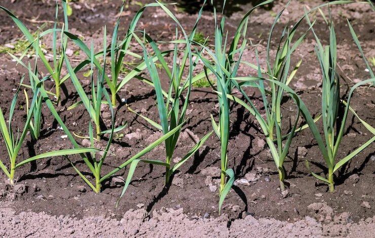 Подкормка чеснока весной в апреле: чем подкормить для большого урожая