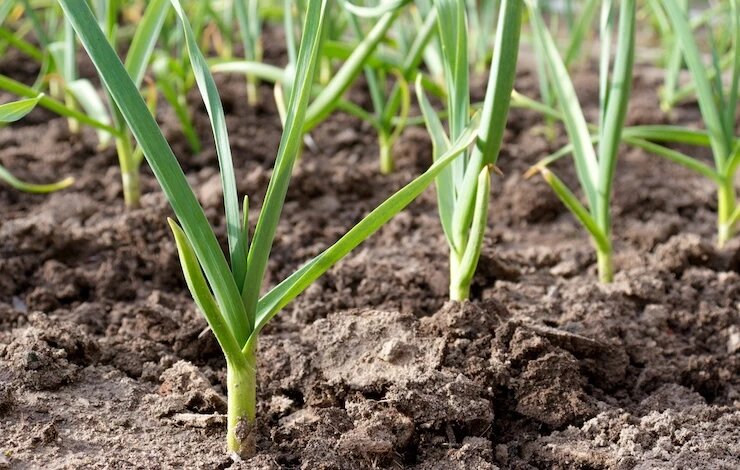 фото 123RF/natalliaustsinava