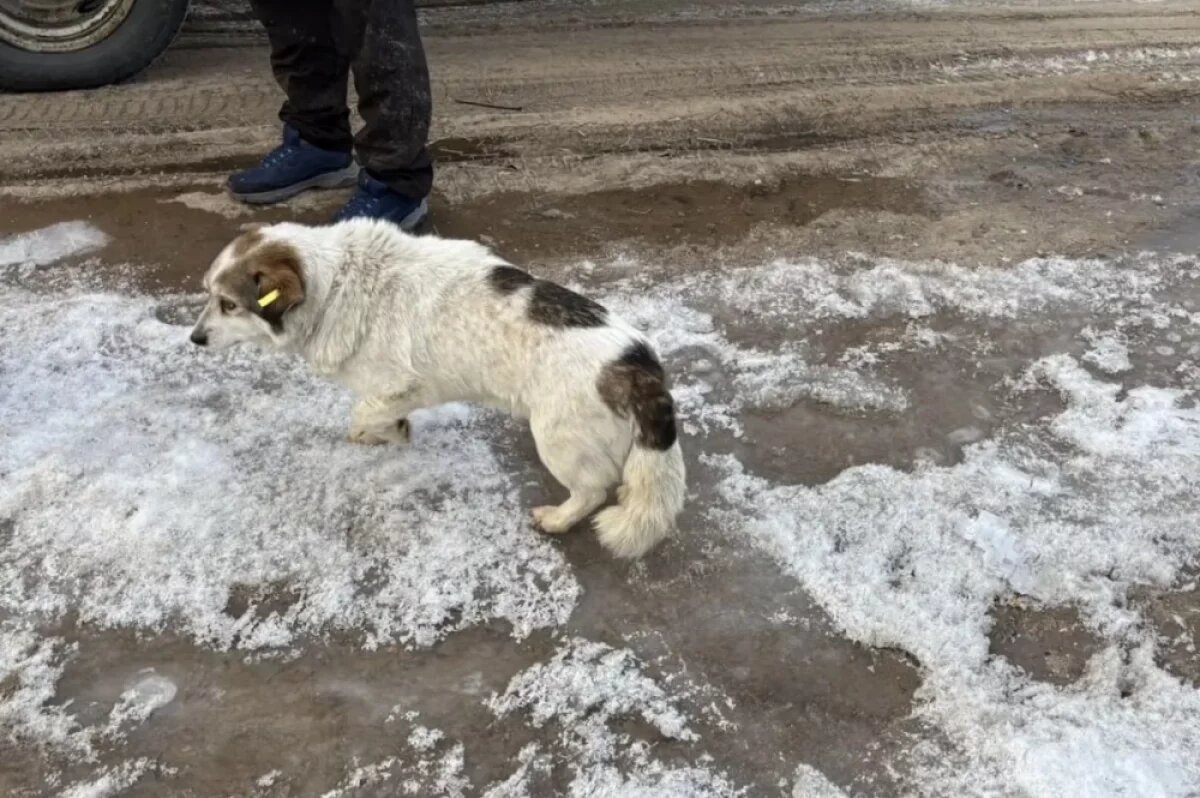    На содержание бездомных собак в Чунском районе уходит 2,5 миллиона рублей