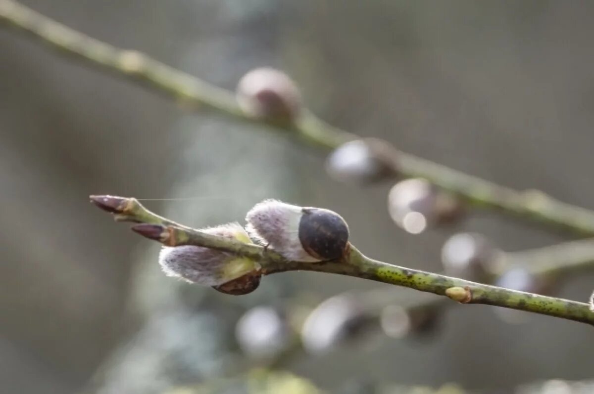   В России пальмовые ветви заменила верба — первое распускающееся весной растение,