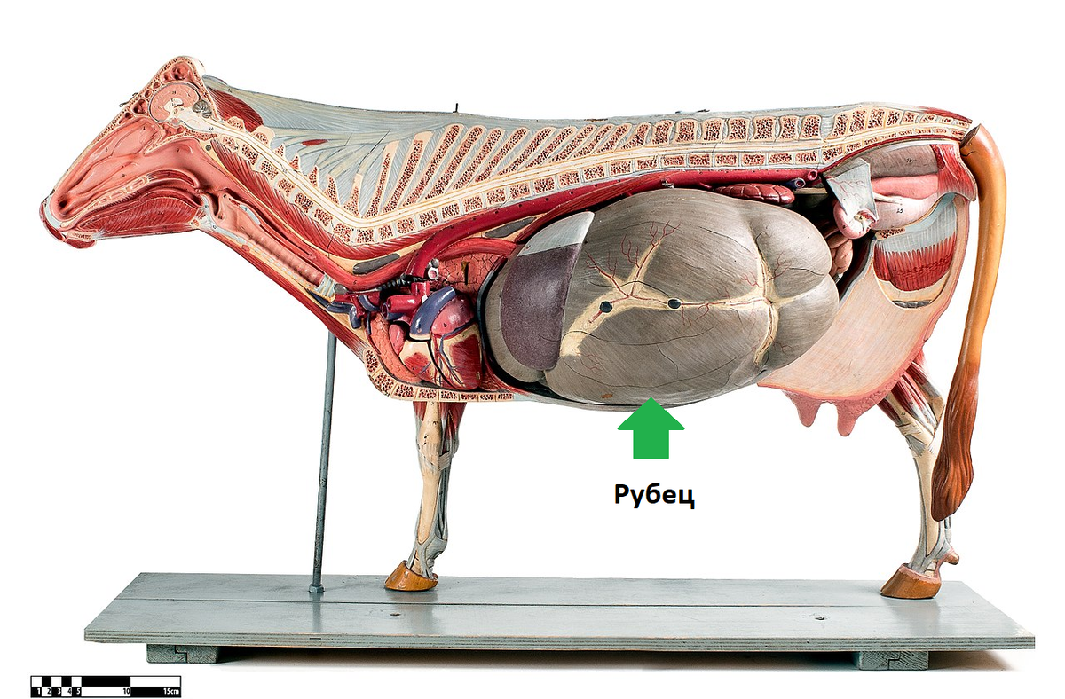 Если вас мучает вопрос: «Влезет ли человек в желудок коровы», то ответ — да, влезет.