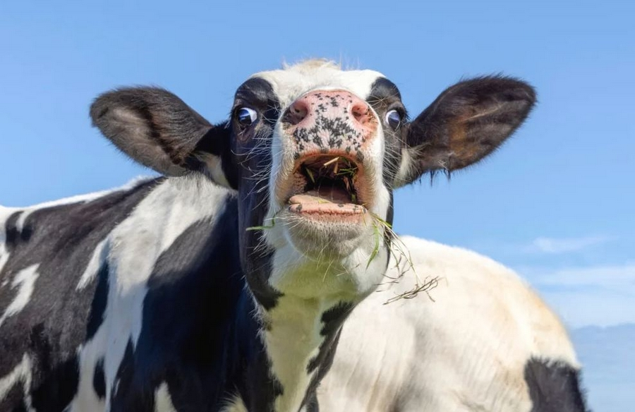 Автор молчи, человеки не должны знать наши секреты. 