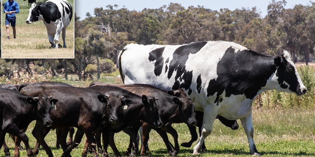 5 фактов про коров: Траву не едят, устраивают травлю слабых, массовое клонирование