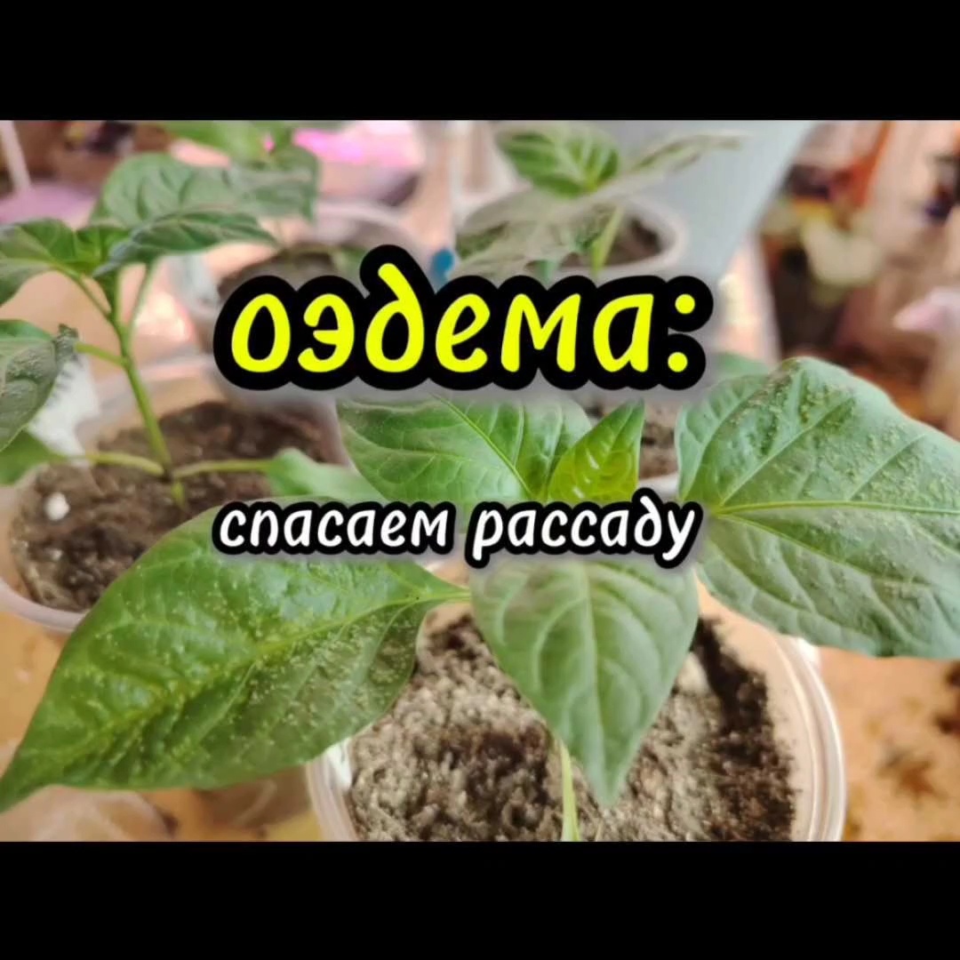 Оэдема