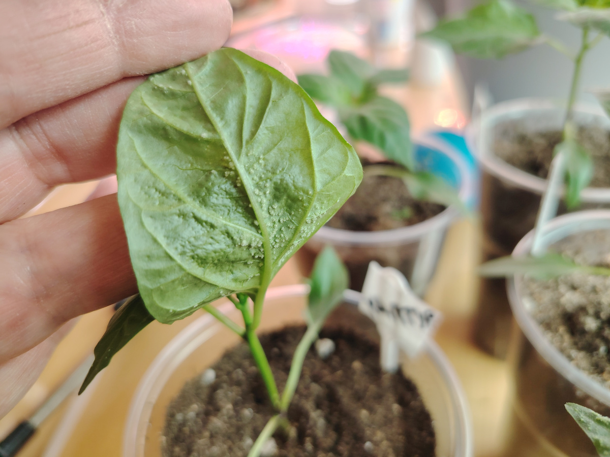 Сначала пупырышки появляются на обратной стороне листа