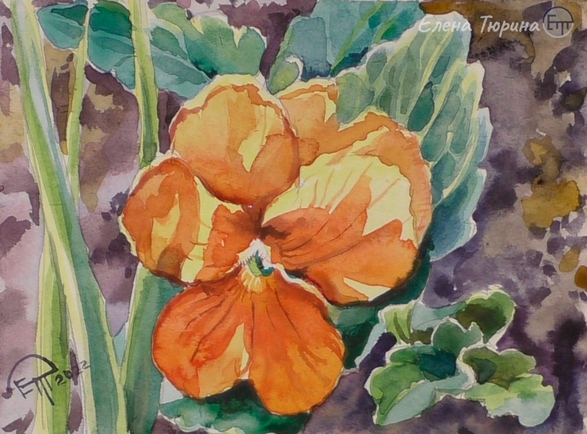 Художник Елена Тюрина. «Виола». Бумага. Акварель. Размер: 12 × 16 см. 2022 г.
