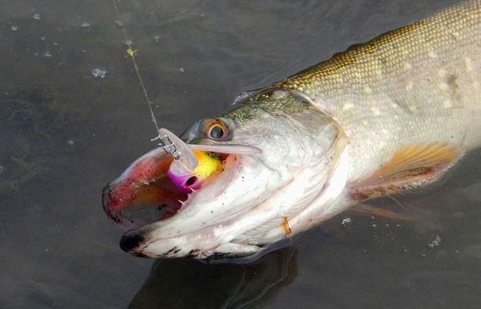 Весенняя охота на щуку: апрельская стратегия и тактика
