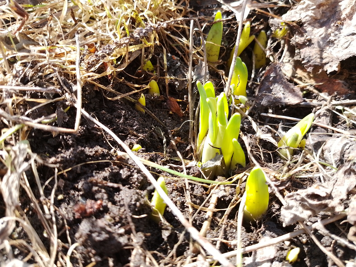 Нарциссы в начале апреля