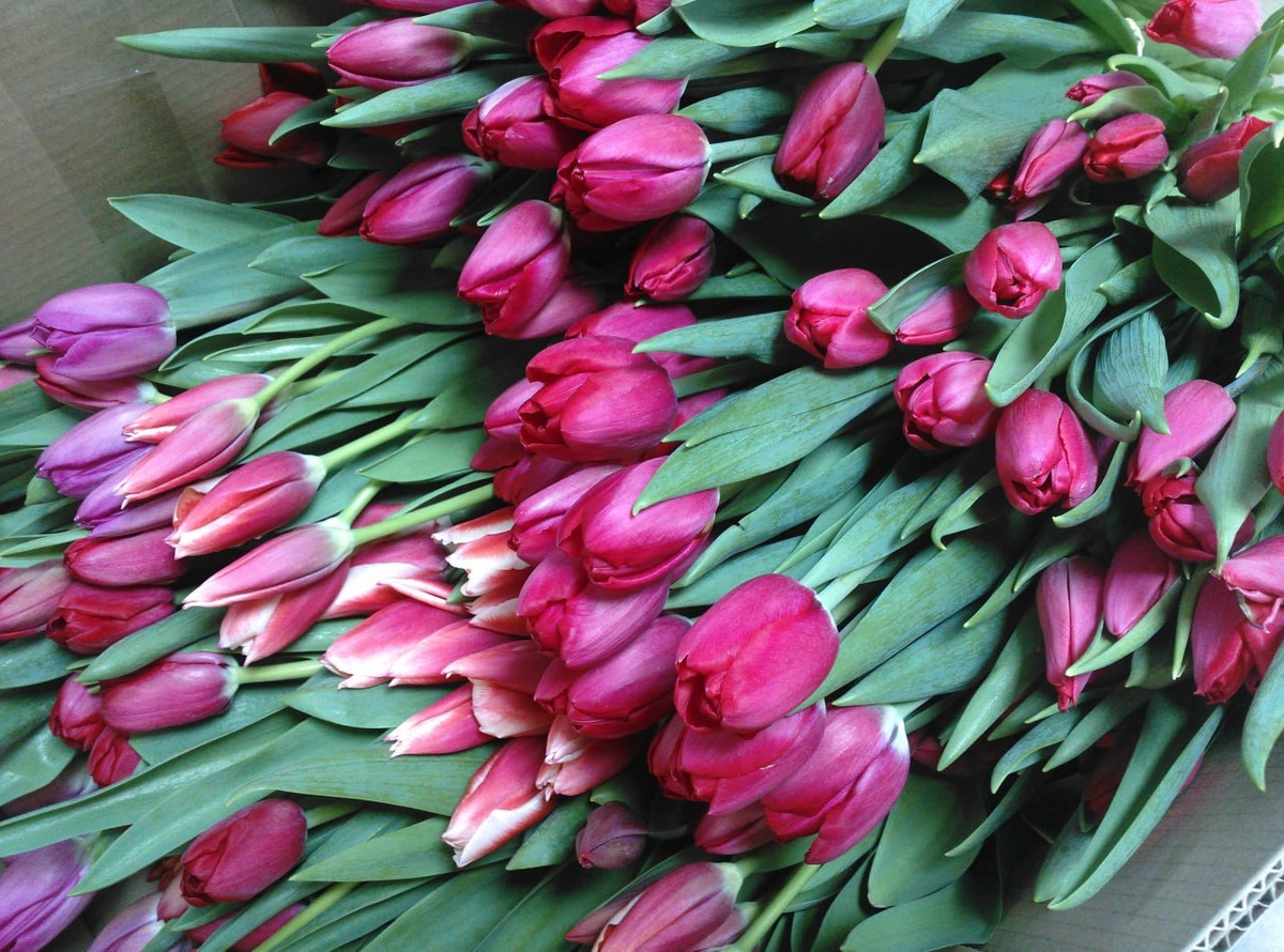    © Константин Долгановский