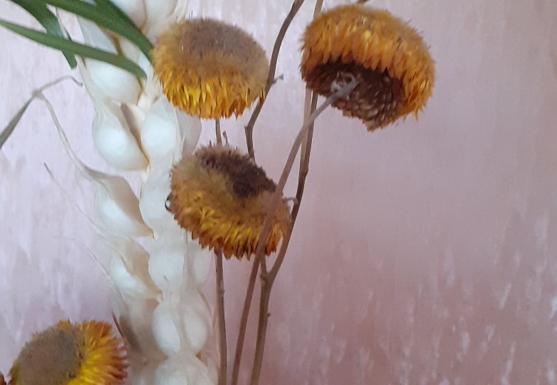 КАК ВЫГЛЯДИТ РАССАДА СТАТИЦЕ(ЛИМОНИУМА) ЧЕРЕЗ НЕДЕЛЮ