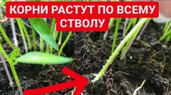 Перец даёт корневую почти до СЕМЯДОЛЬНЫХ листочков при заглублении в рассадным периоде. 