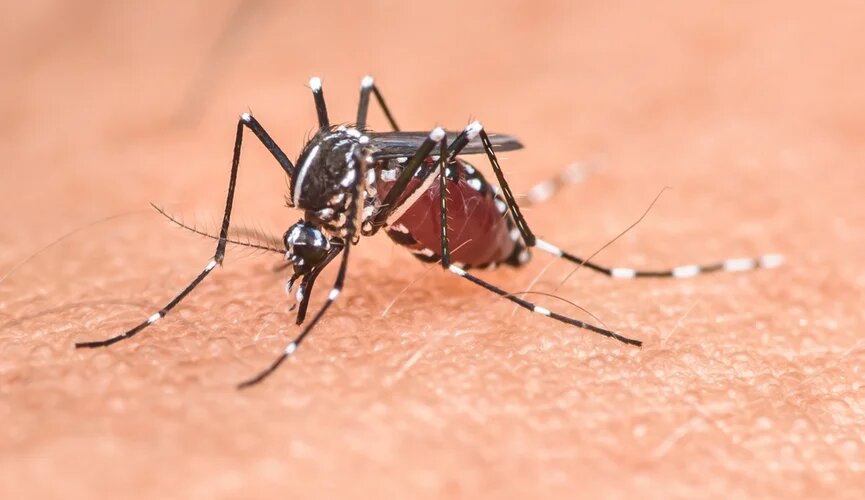 Опасные комары. Что такое дирофиляриоз и как избежать заражения?