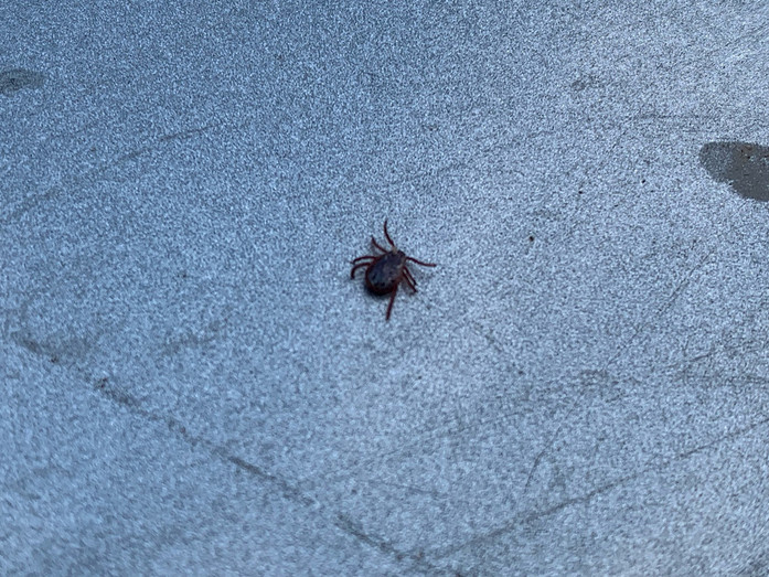 В Госдуме предложили бесплатно проверять клещей на инфекции без направления врача