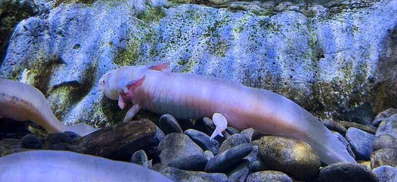 Фотография из интернета