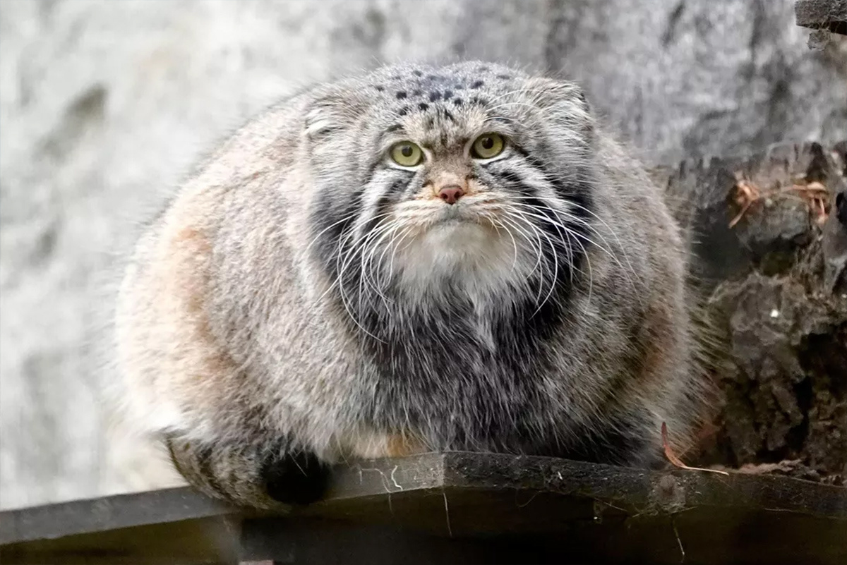    Фото: Московский зоопарк / Telegram