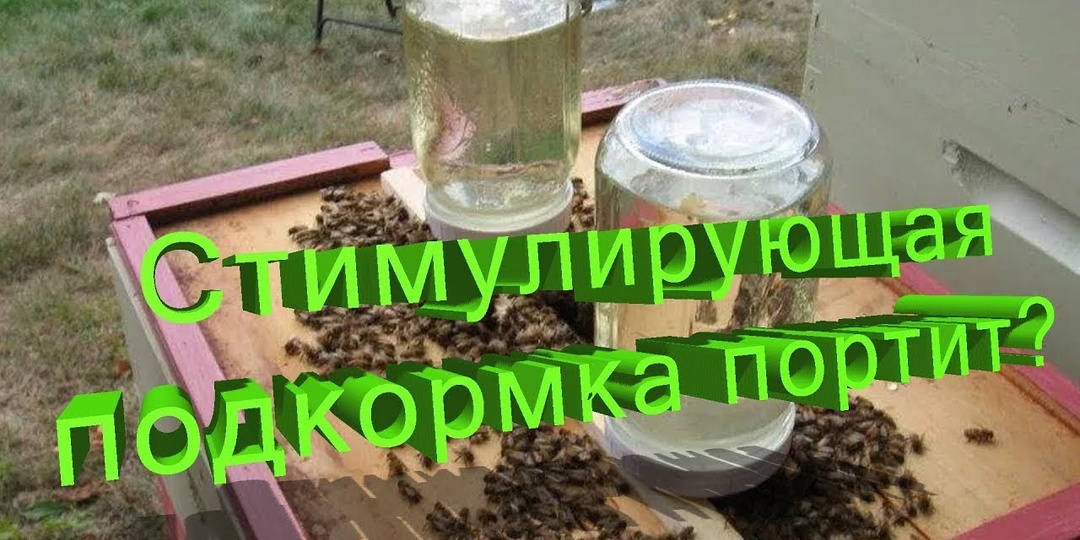 Стимулирующая подкормка - благо или вред? Неожиданные выводы профессора Кашковского