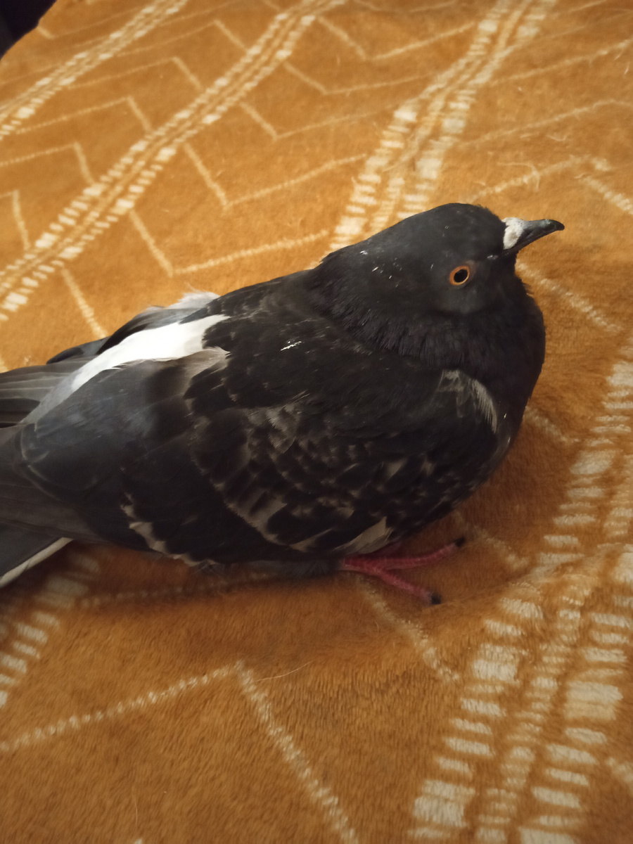 Голубь жить хочет. А помочь ему не могу. ☹️