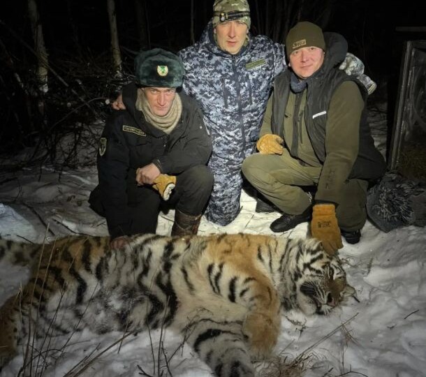 Охотоведы Хабаровского края отловили шесть тигров с начала года