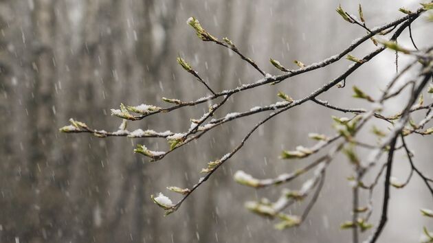 Мокрый снег и заморозки возвращаются на Русскую равнину
