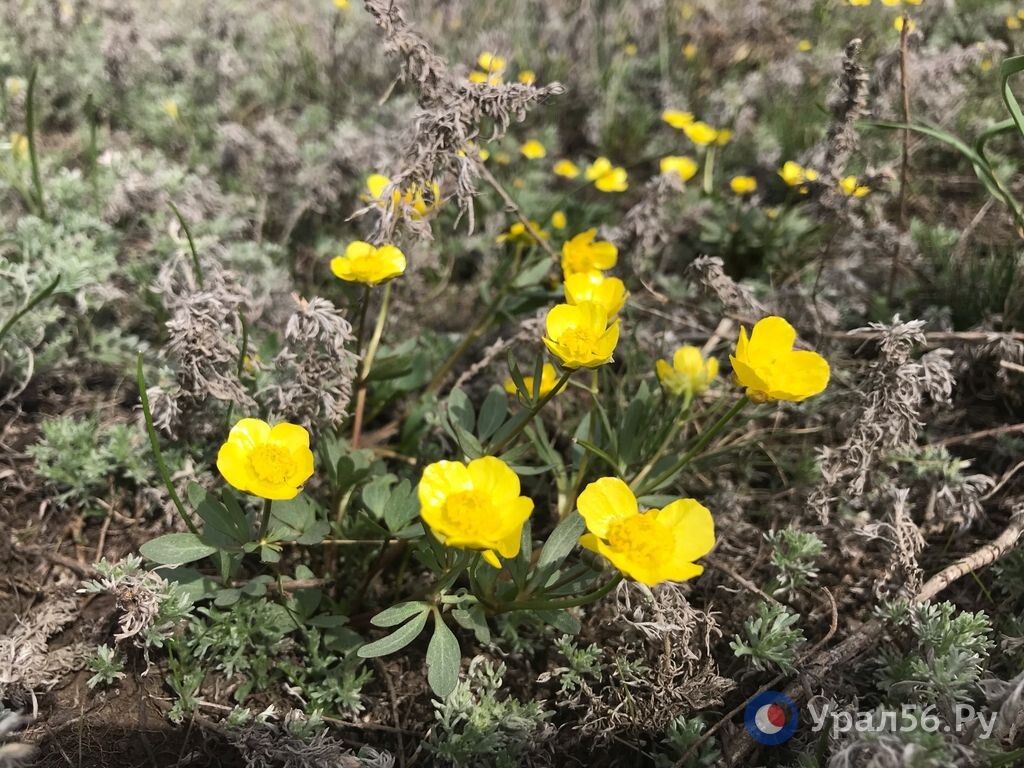    В степи Оренбургской области появились первоцветы