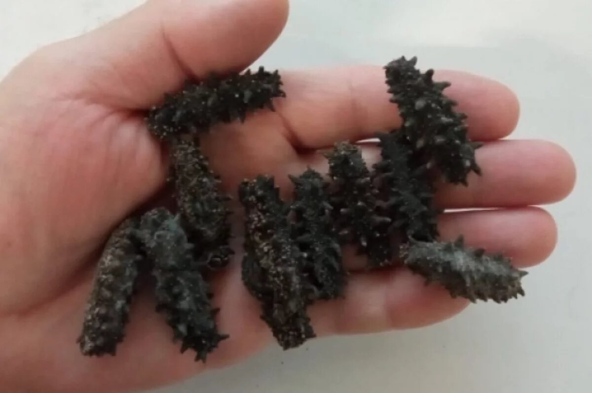    Шестерых сахалинцев осудили за вылов трепанга из Буссе на 7,3 млн рублей