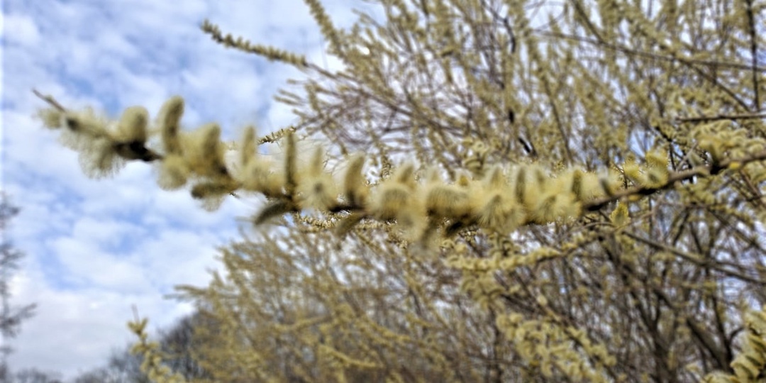 С капелью говорит апрель. Два варианта, предлагайте третий