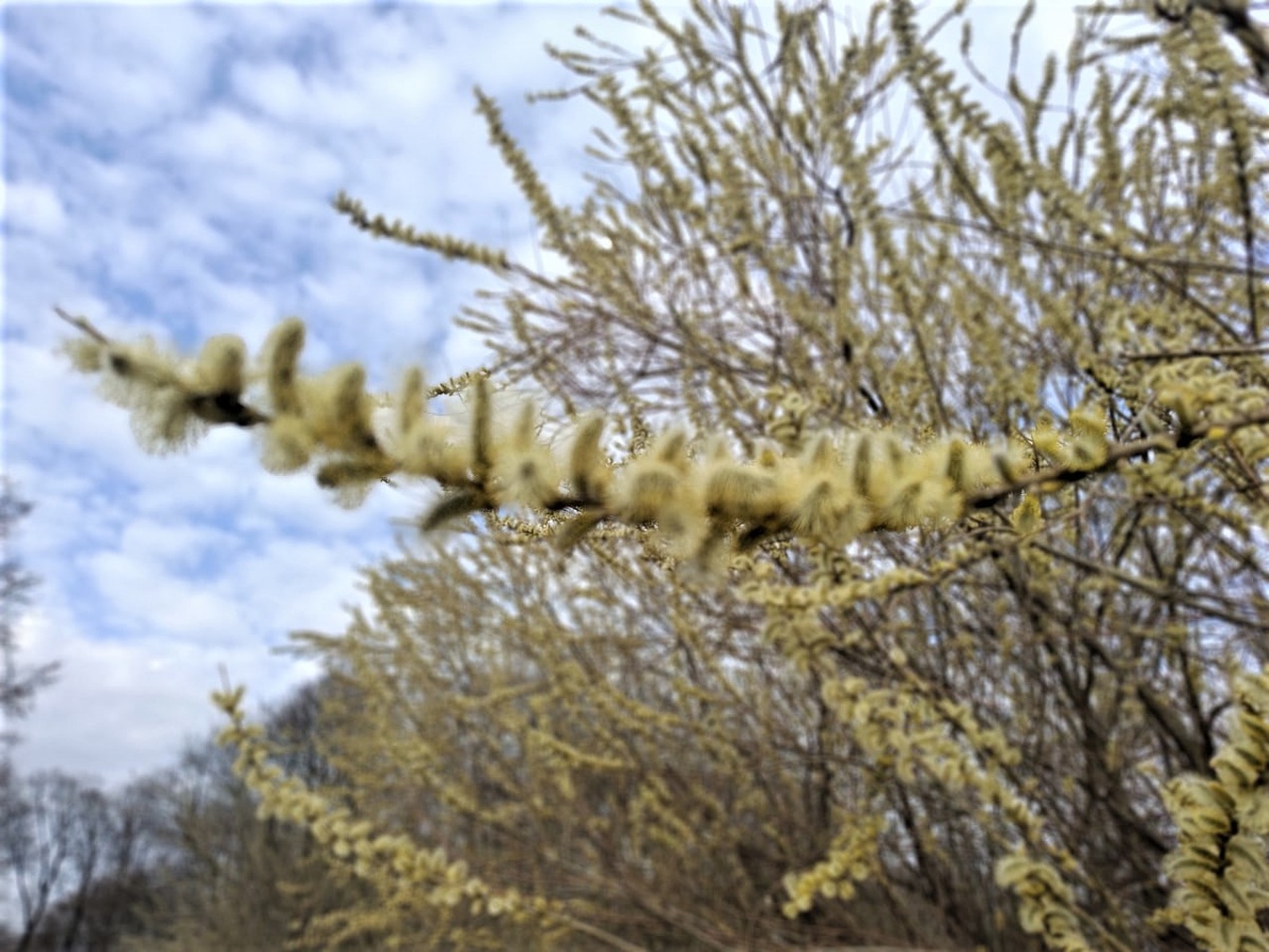 Фото автора. Апрель