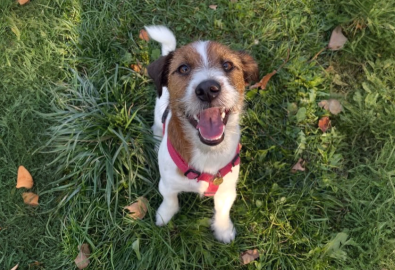 Почему мой джек-рассел лает на каждый шум в подъезде? Объясняю с точки зрения его психики