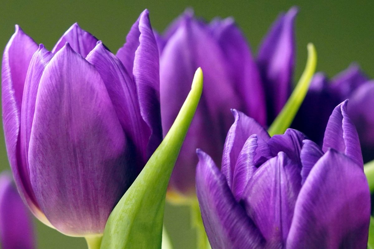    Фото: matthiasboeckel / Pixabay.com