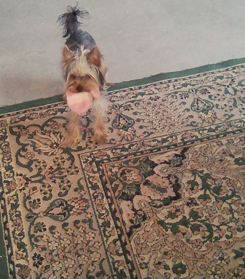 Бегает с любимой варежкой, попробуй догони 😁