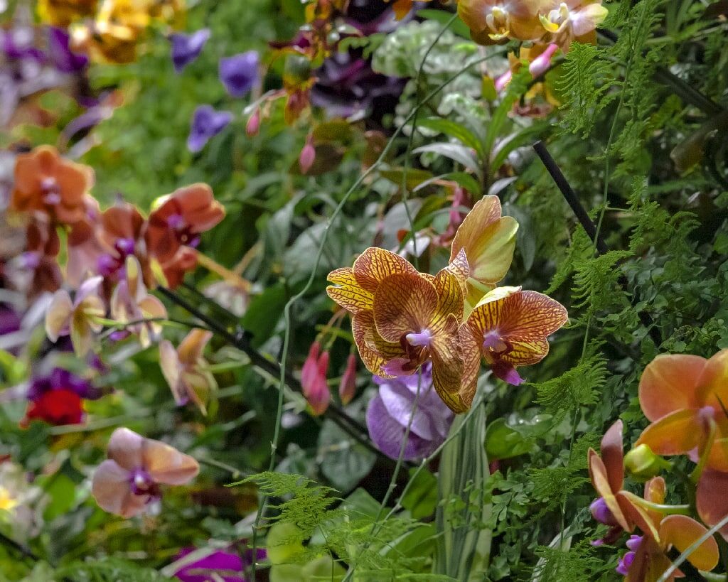 Экспозиция «Тропический лес» Приморский океанариум 