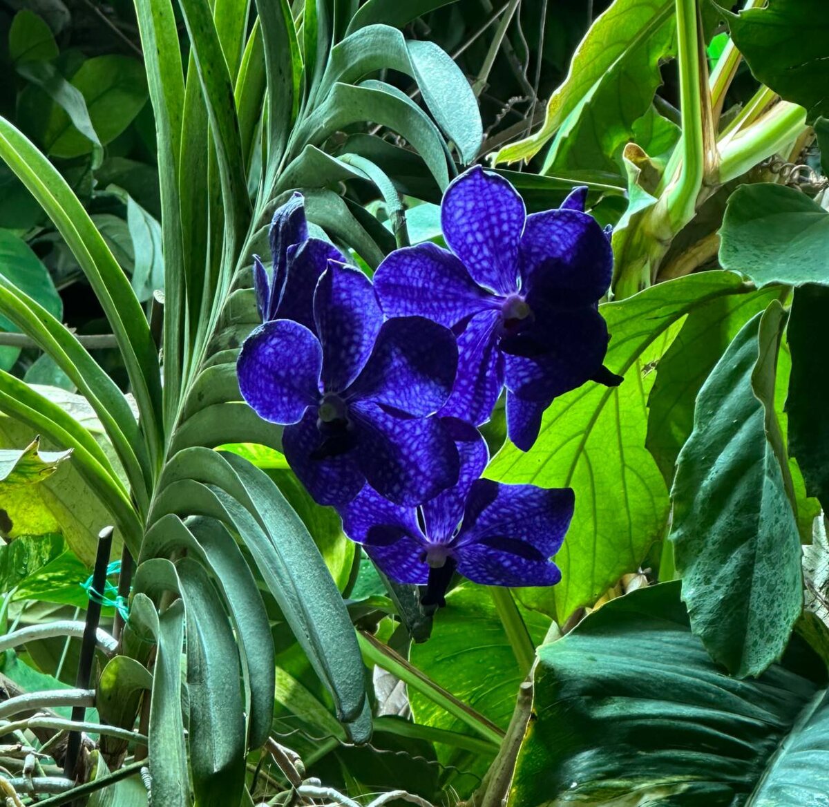 Сине-фиолетовая гибридная ванда (Vanda hubrid)