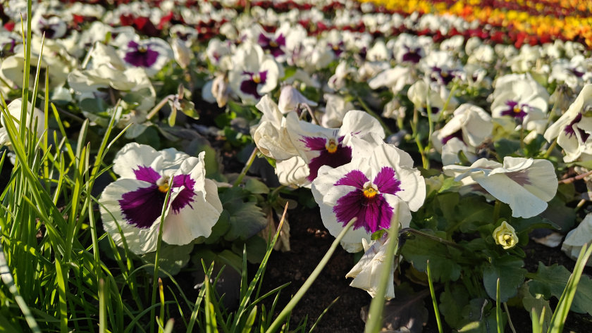    Первый городской канал Калининград