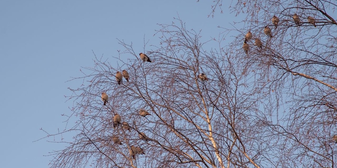 Свиристели прилетели