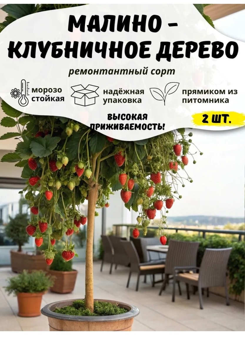    Скриншот: wildberries.ru