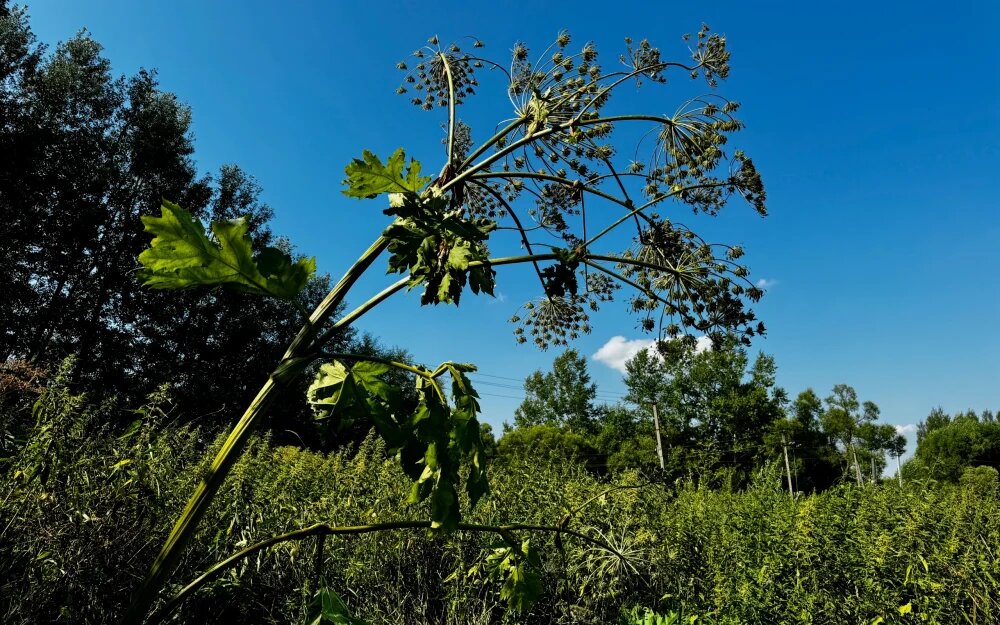    Фото: «Брянские новости»