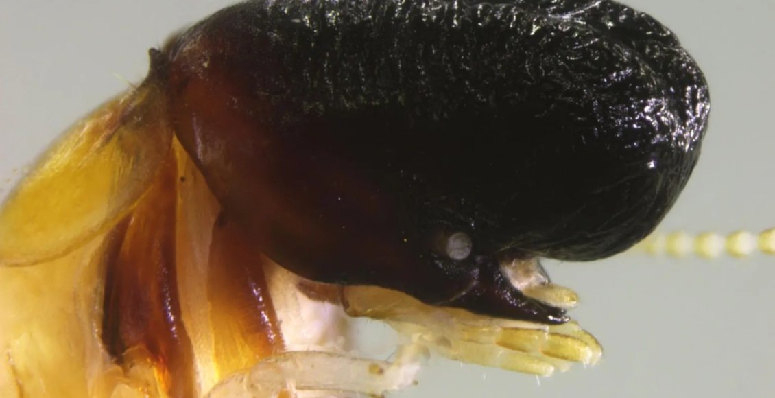    Фото: Рудольф Шеффран