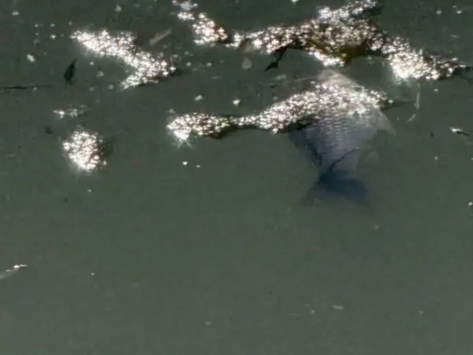    Информация передана для уточнения ситуации Фото: минприроды Самарской области