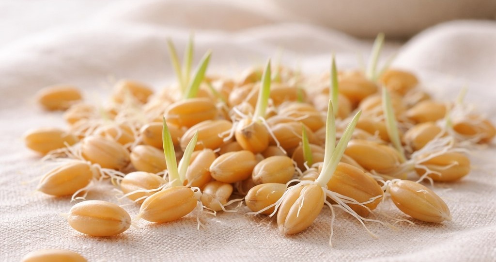 «Энергия жизни на вашей кухне: Вся правда о проращивании круп + рецепт»