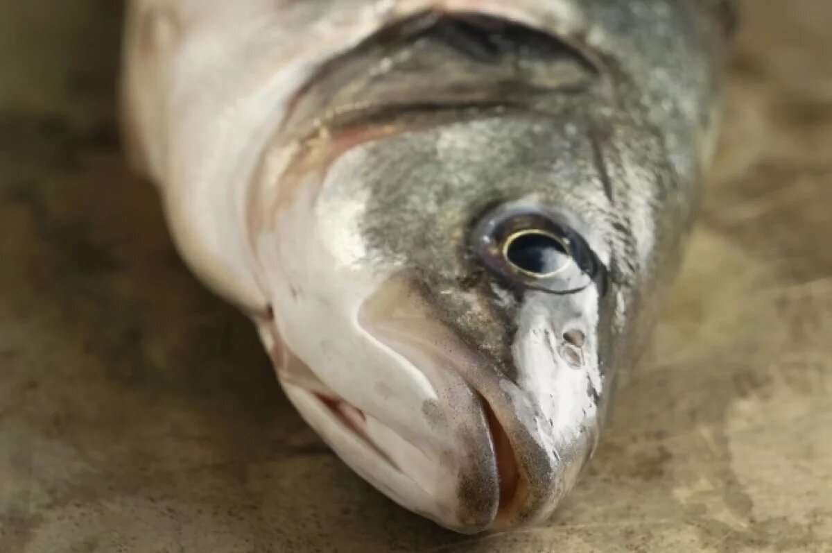    Суд обязал Пермскую ГРЭС выплатить 13,9 млн рублей за гибель 12 тонн форели