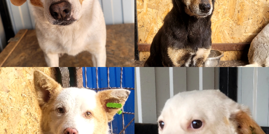 Их назвали статей агрессивных собак, так ли это? Давайте смотреть.