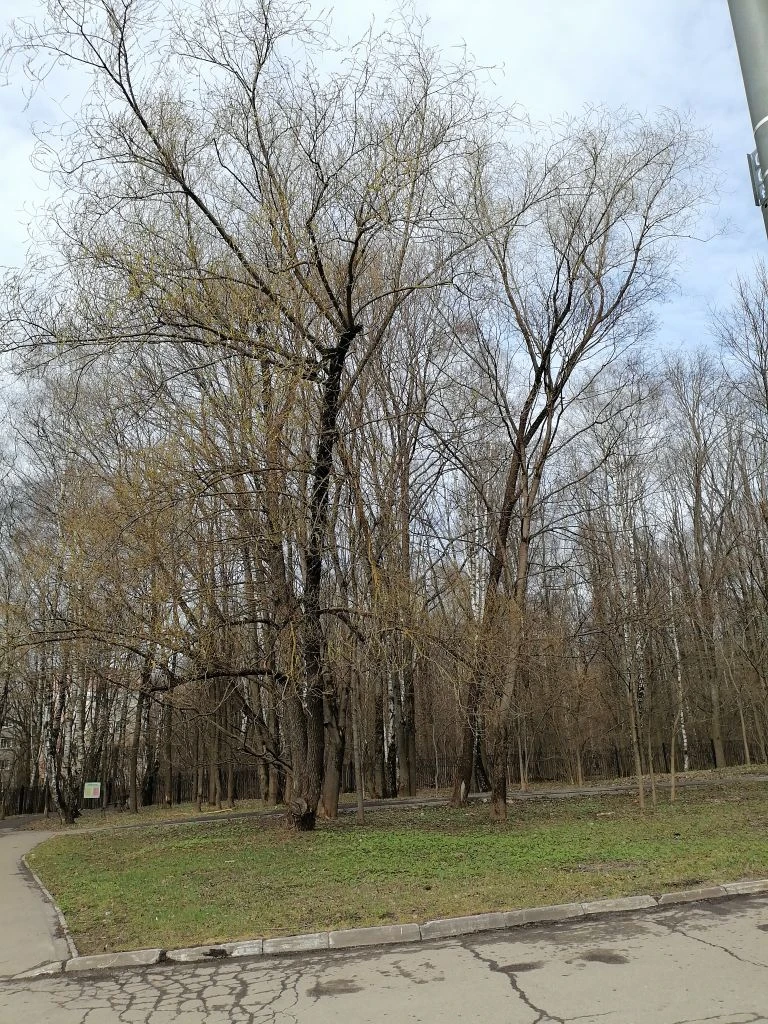 Первые листочки