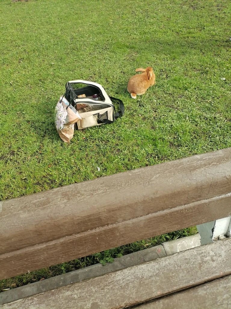 Кролики тоже любят травку.