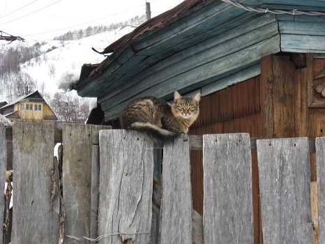 Фотографии Татьяны Немшановой разных лет. Весна на Южном Урале. Кошка на заборе. Город Челябинской области.. город Аша. Горы Южного Урала в весеннем апрельском снегу.