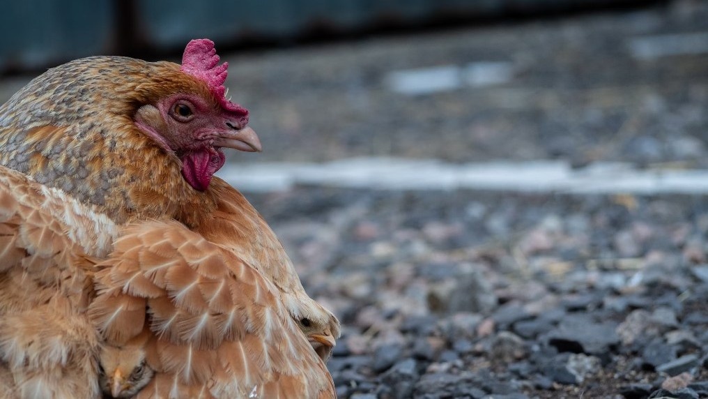    фото: Loan / freepik.com