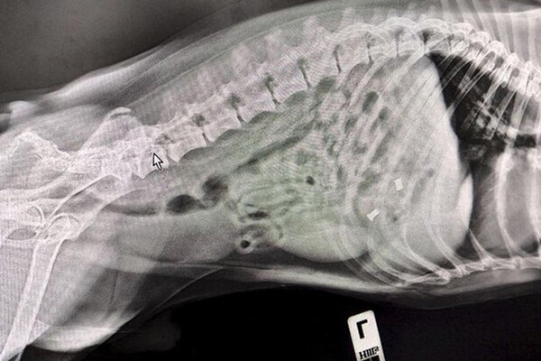 ГБУ «Мосветобъединение»   📷